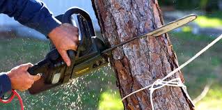 Why Choose Our Tree Removal Services in Sherwood Manor, CT?