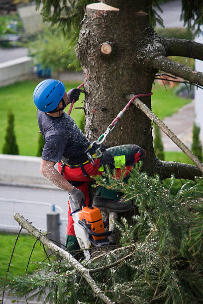 Best Storm Damage Tree Cleanup  in Sherwood Manor, CT